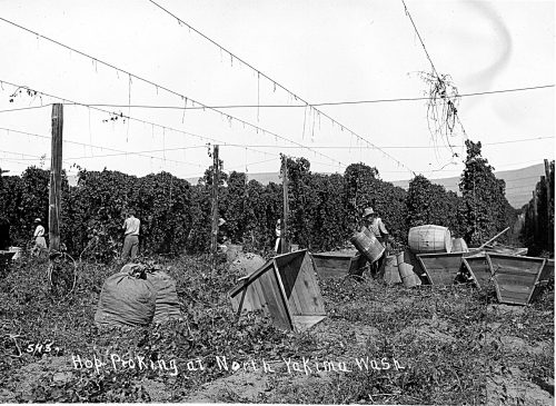Hop-growing history reflects the PNW of today